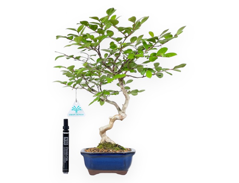 Bonsai of Lagerstroemia of 40 cm | Rectangular blue pot