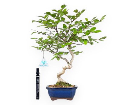 Bonsái de Lagerstroemia de 40 cm | Maceta rectangular azul
