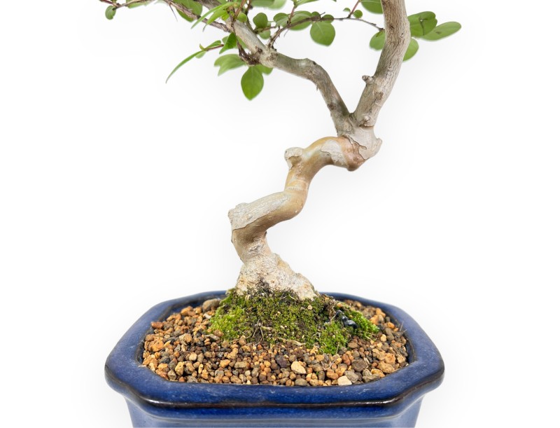 Bonsai von Lagerstroemia von 40 cm | Rechteckiger blau Topf