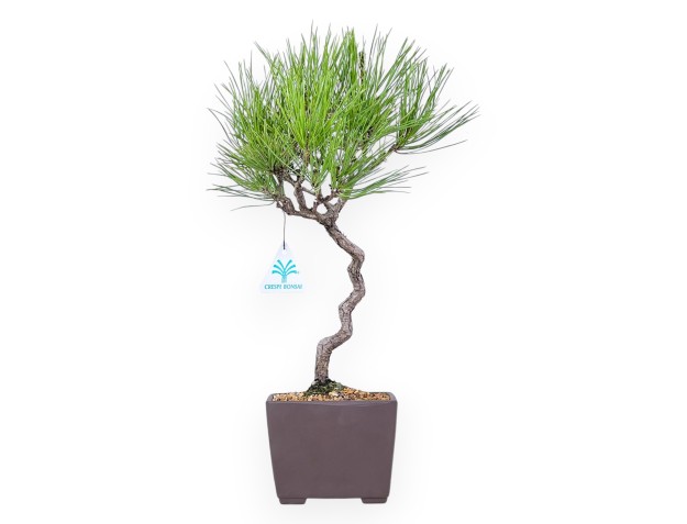 Bonsái de Pinus thunbergii de 42 cm| Maceta cuadrada de gres
