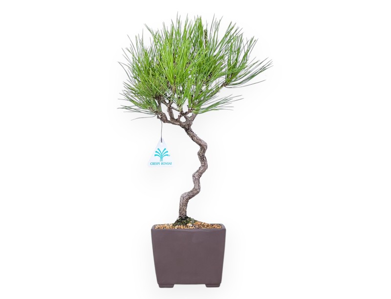Bonsái de Pinus thunbergii de 42 cm| Maceta cuadrada de gres
