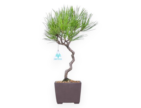 Bonsai di Pinus thunbergii da 42 cm | Vaso quadrato grès