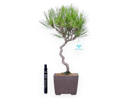 Bonsai di Pinus thunbergii da 42 cm | Vaso quadrato grès