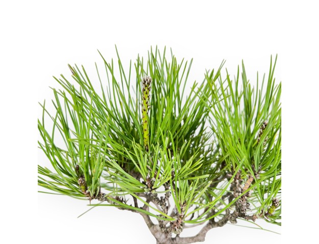 Bonsai von Pinus thunbergii 42 cm| Quadratisch Steingut Topf 2