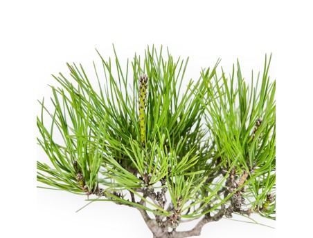 Bonsai of Pinus thunbergii of 42 cm | Square stoneware pot