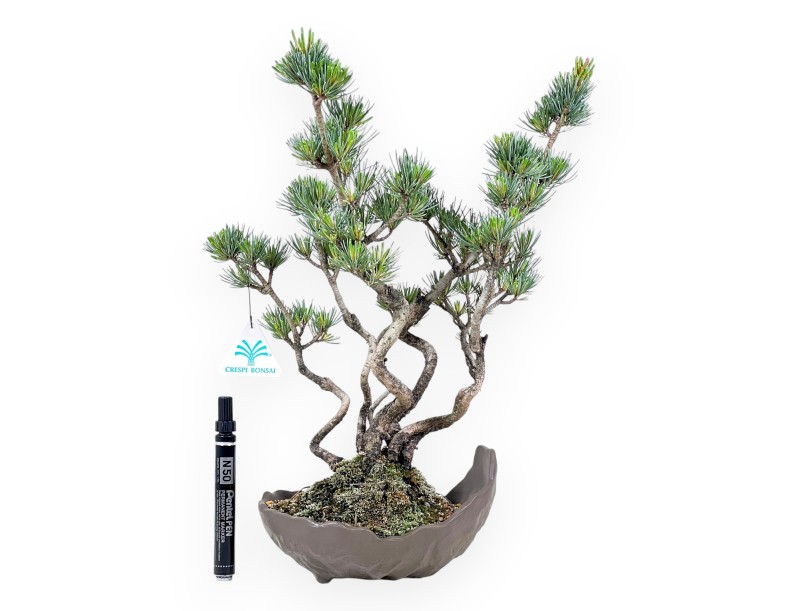 Bonsai di Pinus Pentaphylla da 40 cm| Vaso mezzaluna in grès