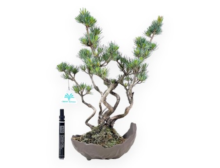 Bonsai of Pinus Pentaphylla 40 cm | Half-moon stoneware pot