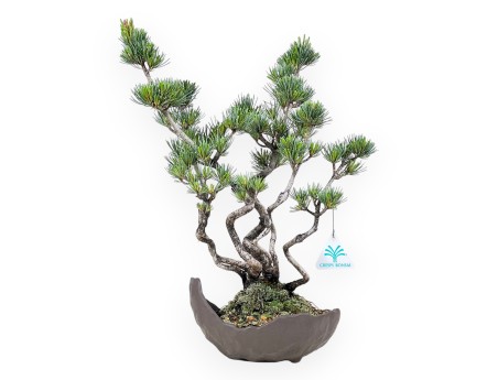 Bonsai of Pinus Pentaphylla 40 cm | Half-moon stoneware pot