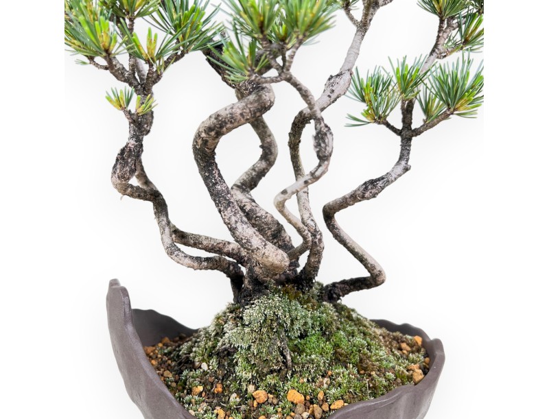 Bonsai von Pinus Pentaphylla 40 cm | Halb-mond Steingut Topf