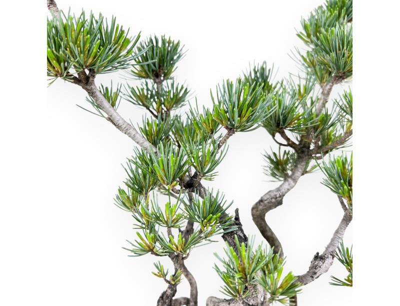 Bonsaï de Pinus Pentaphylla 40 cm | Pot demi-lune en grès