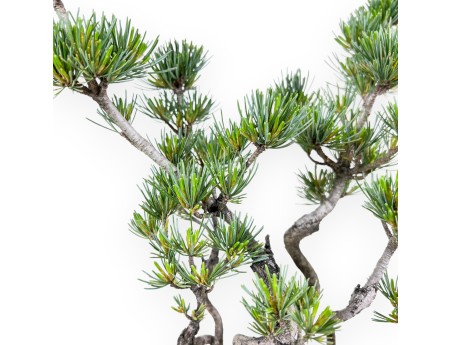 Bonsai von Pinus Pentaphylla 40 cm | Halb-mond Steingut Topf