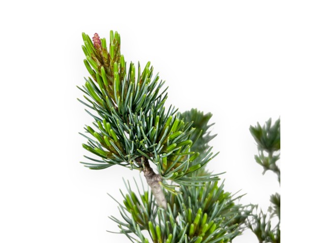 Bonsai van Pinus Pentaphylla 40 cm | Halvemaan ongeglazuurde pot 2
