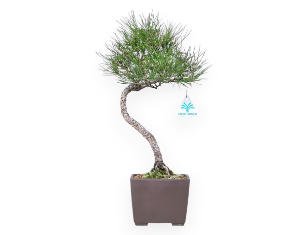 Bonsai von Pinus thunbergii 42 cm| Quadratisch Steingut Topf