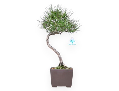 Bonsai van Pinus thunbergii van 42 cm | Vierkant ongeglazuurde pot