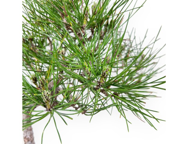 Bonsai of Pinus thunbergii of 42 cm | Square stoneware pot 2