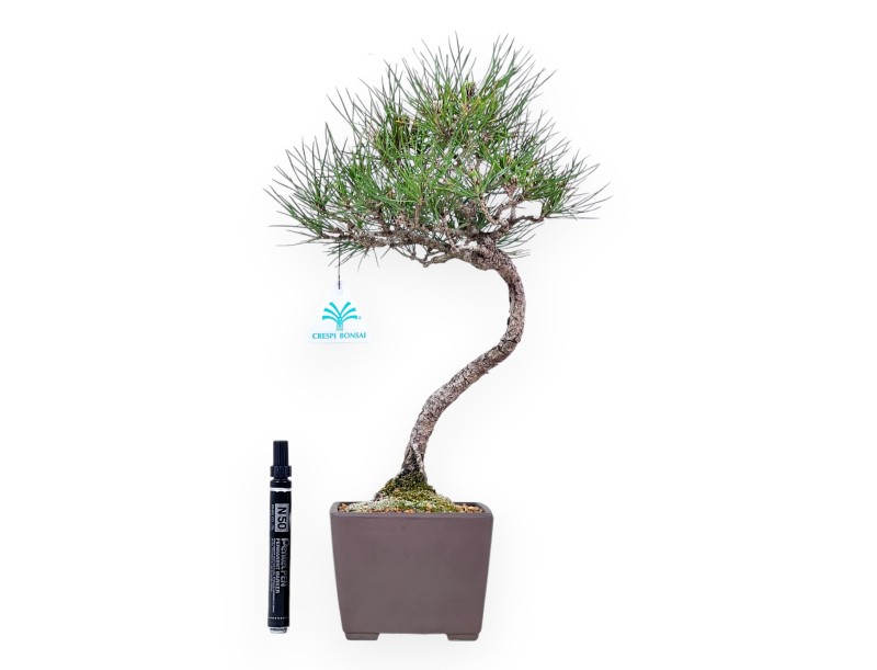 Bonsái de Pinus thunbergii de 42 cm| Maceta cuadrada de gres