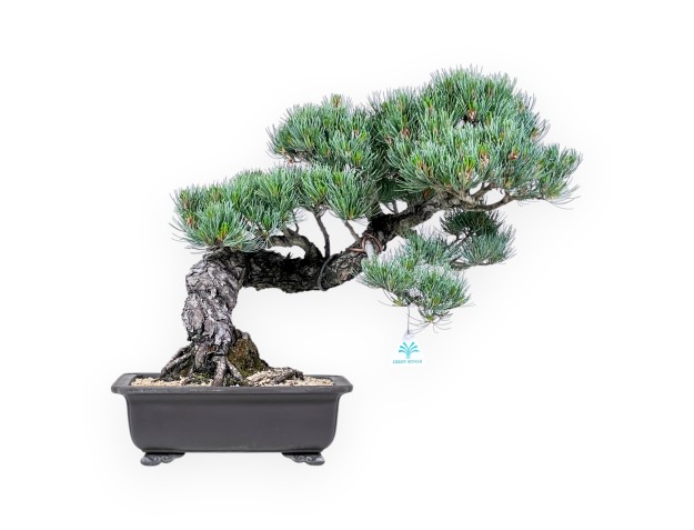 Bonsai von Pinus Pentaphylla von 49 cm | Rechteckig Steingut Topf
