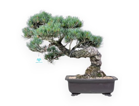 Bonsai von Pinus Pentaphylla von 49 cm | Rechteckig Steingut Topf