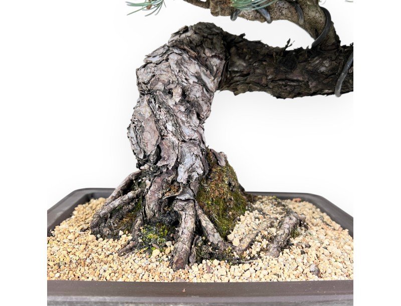 Bonsai of Pinus Pentaphylla of 49 cm | Rectangular stoneware pot