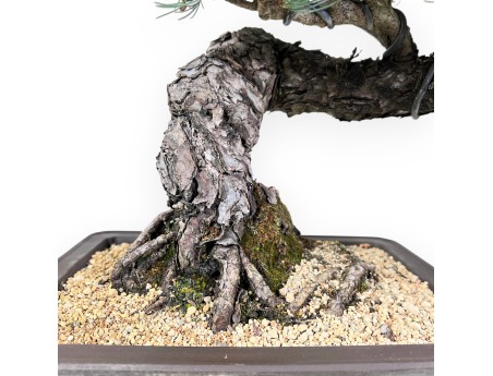 Bonsai van Pinus Pentaphylla 49 cm | Rechthoekig ongeglazuurde pot