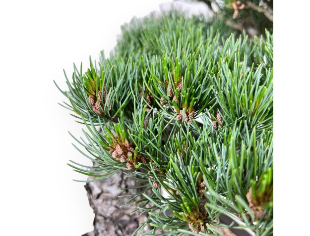 Bonsaï de Pinus Pentaphylla 49 cm| Pot rectangulaire en grès 2