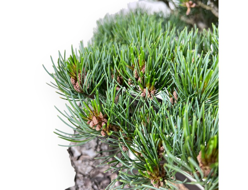 Bonsái de Pinus Pentaphylla 49 cm|Maceta rectangular de gres