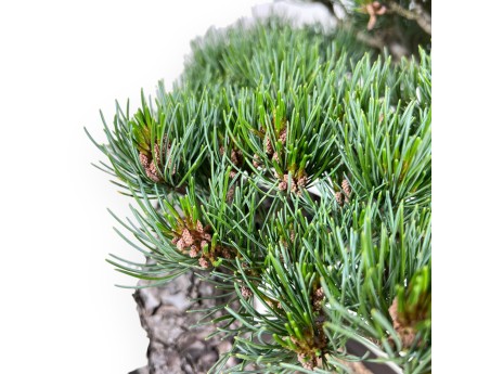 Bonsai di Pinus Pentaphylla 49 cm| Vaso rettangolare in grès