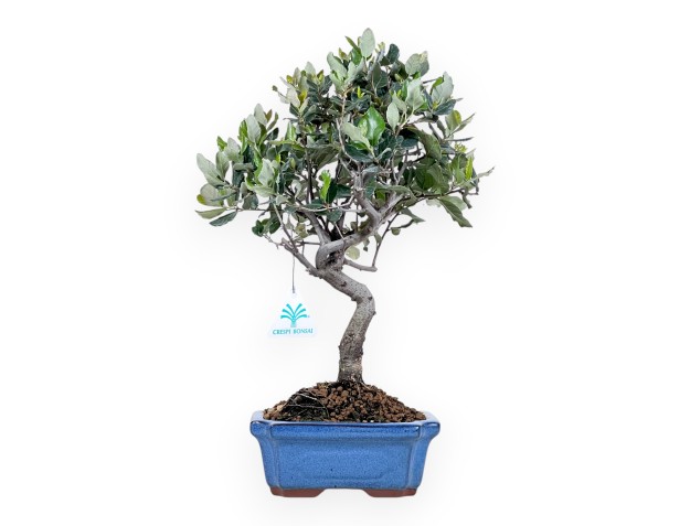 Bonsai di Quercus suber da 37 cm | Vaso rettangolare blu