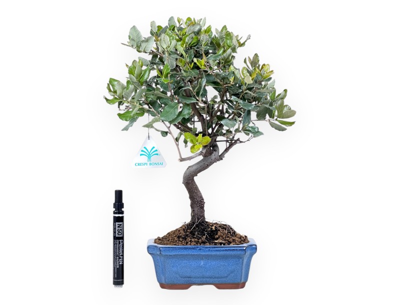 Bonsai van Quercus suber van 37 cm | Blauw rechthoekige pot