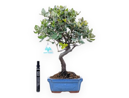 Bonsai von  Quercus suber von 37 cm | Blue rechteckiger Topf
