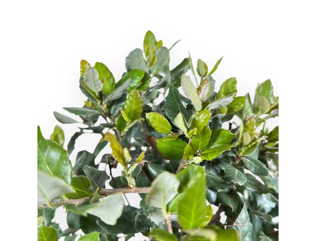 Bonsai di Quercus suber da 37 cm | Vaso rettangolare blu 2