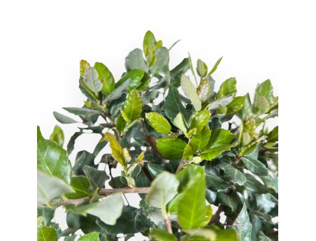 Bonsai van Quercus suber van 37 cm | Blauw rechthoekige pot
