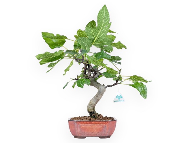 Bonsai van Ficus carica van 42 cm | Rechthoekig brons pot