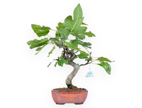 Bonsái de Ficus carica de 42 cm | Maceta rectangular bronce