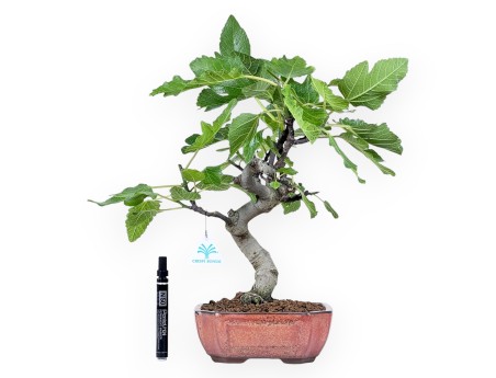 Bonsái de Ficus carica de 42 cm | Maceta rectangular bronce