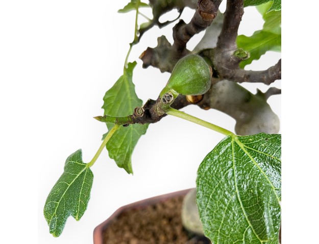 Bonsaï de Ficus carica de 42 cm | Pot rectangulaire bronze 2