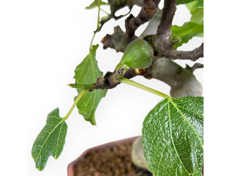 Bonsai van Ficus carica van 42 cm | Rechthoekig brons pot