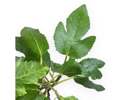 Bonsaï de Ficus carica de 42 cm | Pot rectangulaire bronze