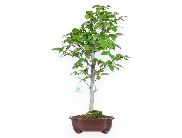 Bonsai von Buche von 61 cm | Wolke Steingut Topf