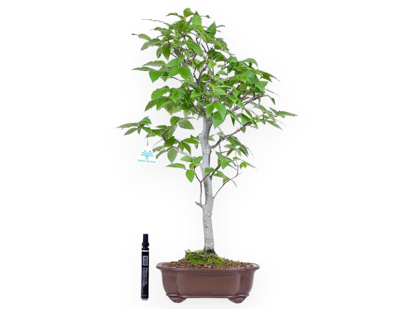 Bonsaï de hêtre de 61 cm | Pot à nuage en grès