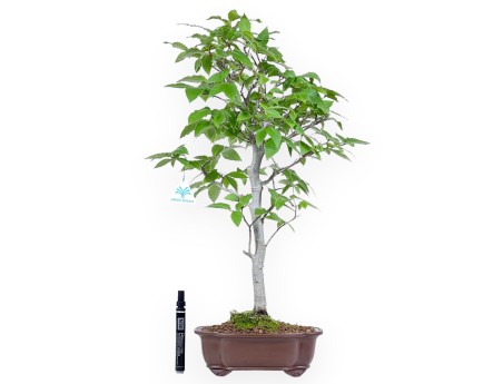 Bonsai di faggio da 65 cm | Vaso quadrato in grès