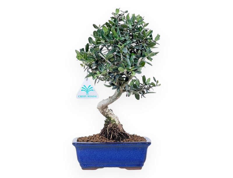 Bonsaï de Olea de 34 cm | Pot rectangulaire bleu