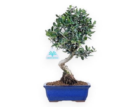 Bonsai of Olea of 34 cm | Rectangular blue pot