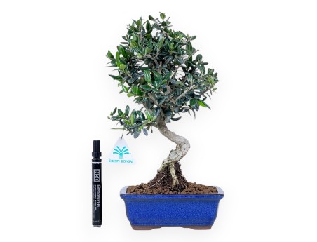 Bonsai of Olea of 34 cm | Rectangular blue pot