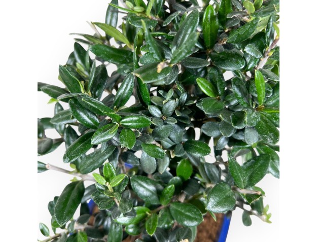 Bonsai of Olea of 34 cm | Rectangular blue pot 2