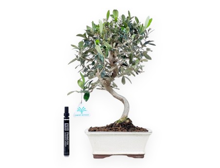Bonsai of Olea of 39 cm | Rectangular cream pot