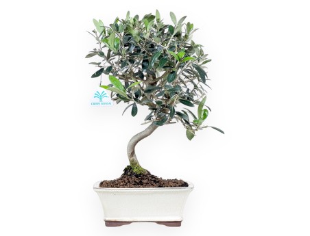 Bonsai of Olea of 39 cm | Rectangular cream pot