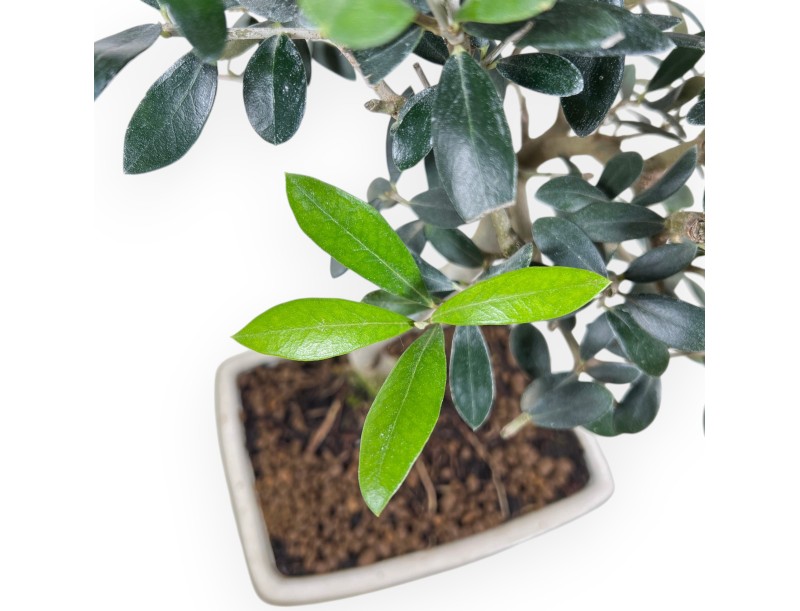 Bonsai of Olea of 39 cm | Rectangular cream pot