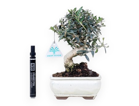 Bonsai of Olea of 23 cm | Rectangular cream pot
