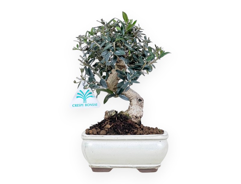 Bonsai von Olea von 23 cm | Creme rechteckig Topf